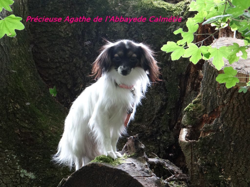 Precieuse agathe de l'Abbaye de Calmetie