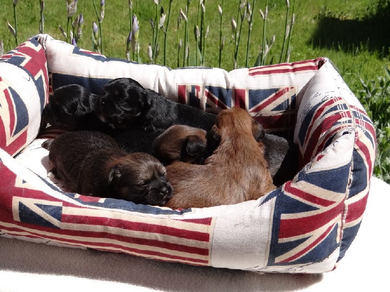 Chiot Lhassa Apso de l'Abbaye de Calmetie